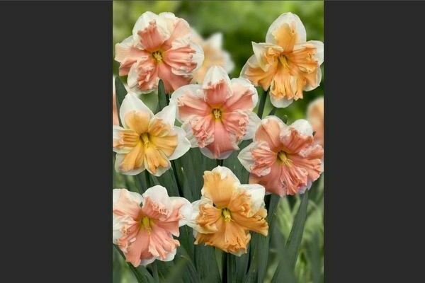 Yellow daffodils: varieties with photos