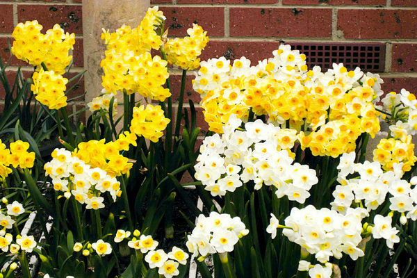 Yellow daffodils: varieties with photos