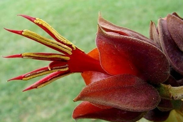 les plantes les plus insolites