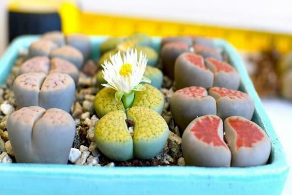 les plantes les plus insolites