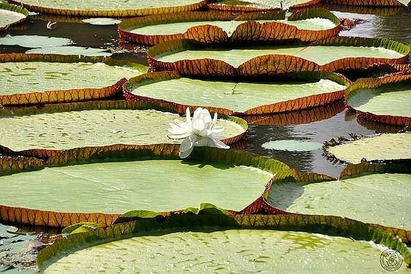 les plantes les plus insolites