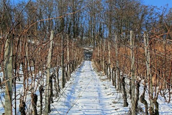 Raisins découverts : caractéristiques des cépages résistants à l'hiver