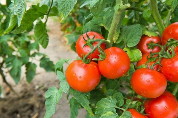 Variétés de tomates à faible croissance