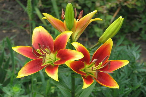 Hybrides OA