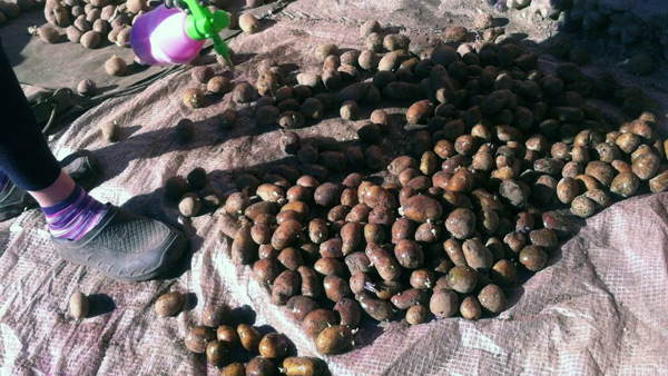 processamento de batata