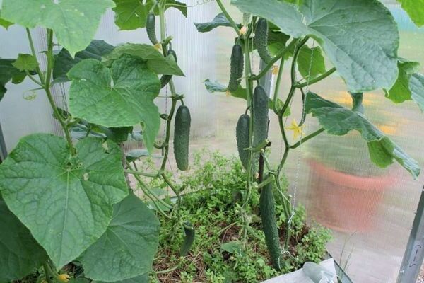 eggplant with cucumbers