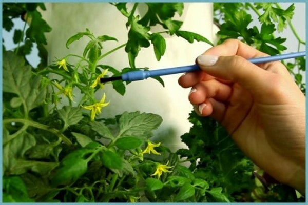 pollinisation des tomates