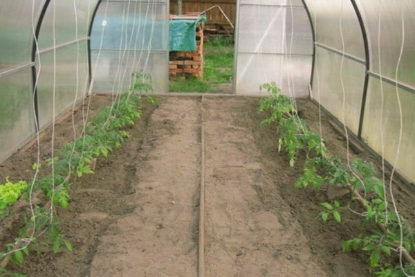 pollinisation des tomates