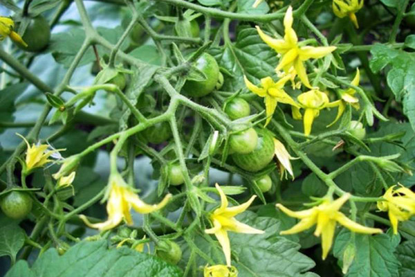pollinisation pollinisation de la tomate pollinisation de la tomate pollinisation de la tomate