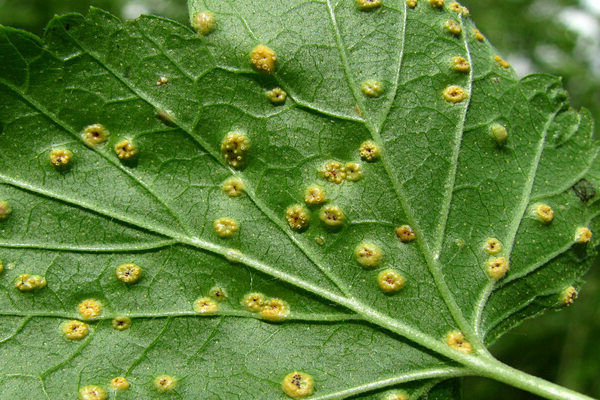 Orange neoplasms on currant leaves