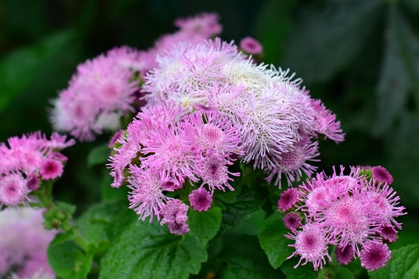 ageratum cultivation