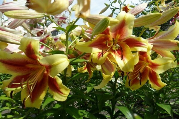 Hybrides OT