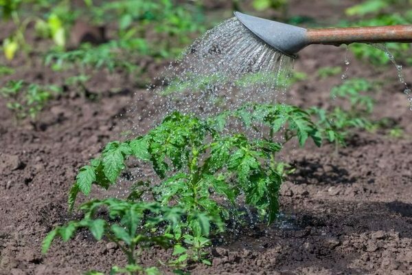 hydrogen peroxide for tomato