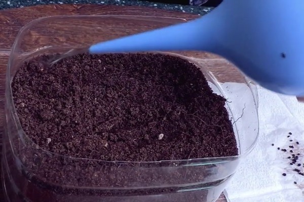 hydrogen peroxide for tomato
