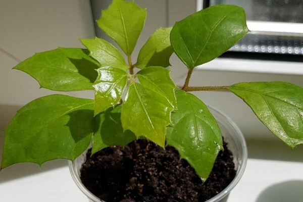 photo de soins à domicile de raisins d'intérieur