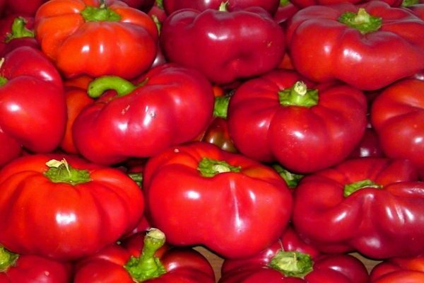 Pepper Gogoshary photo, description of subspecies