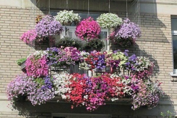 petunias on the balcony
