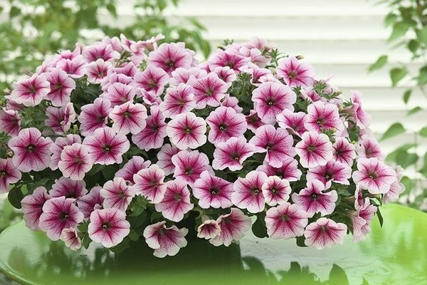petunia opera