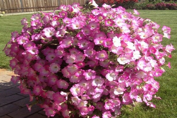 petunia opera