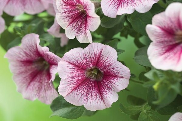 petunia opera