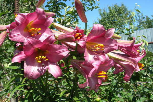 Perfeição rosa