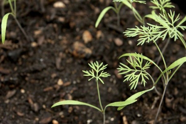 why dill doesn't grow