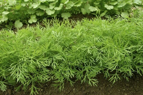 why dill doesn't grow