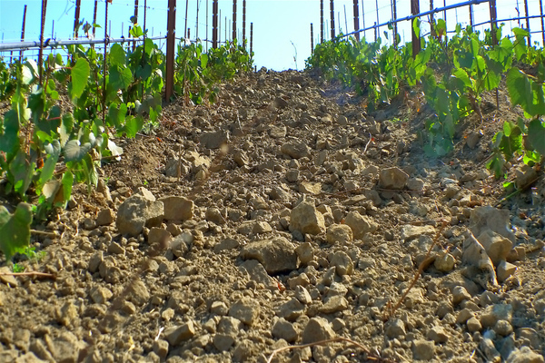 solo para uvas
