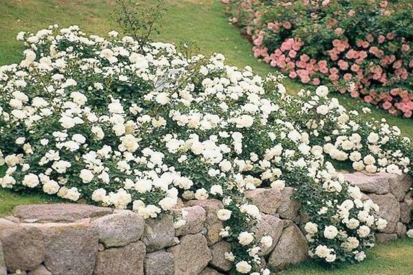 Ground cover roses