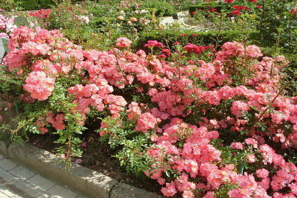 Ground cover roses