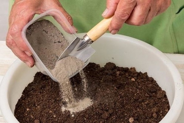 feeding seedlings of peppers with ash