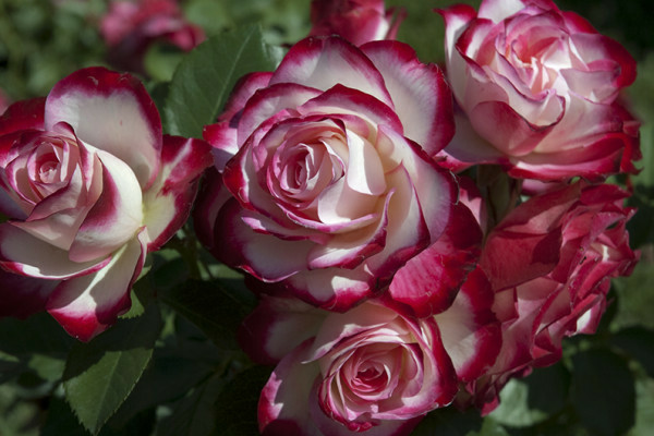 polyanthus rose seeds