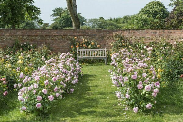 polyanthus roses photo + and description