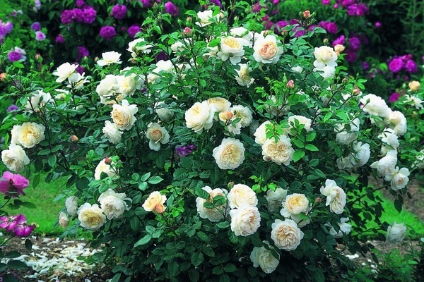 polyanthus rose seeds