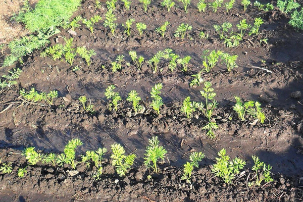 How to water carrots outdoors while sowing seeds