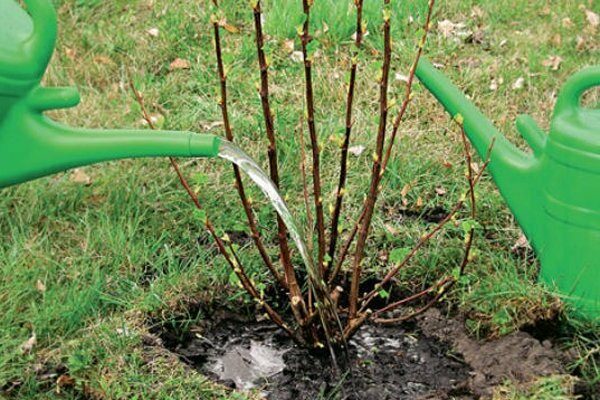 how to water gooseberries