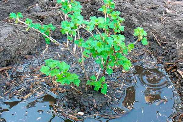 + how to water gooseberries in summer