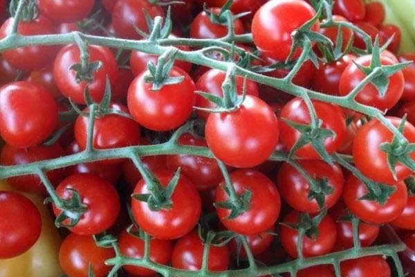 Tomates cerises: variétés