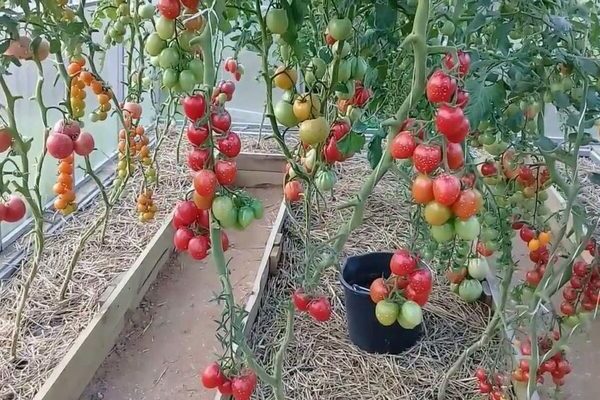 Tomates cerises: variétés