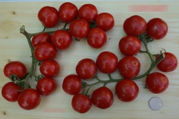 Tomates cerises: variétés