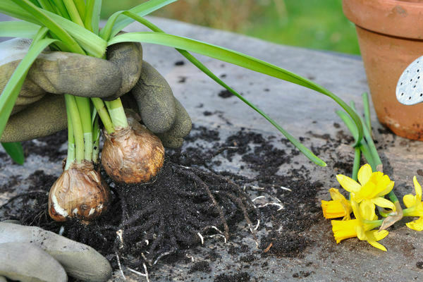 Plantando narcisos