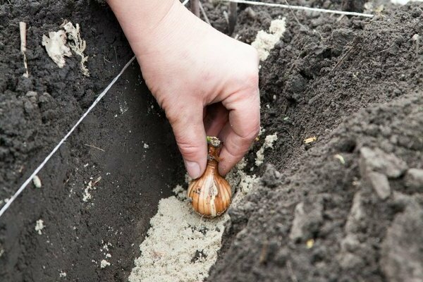 Plantando narcisos