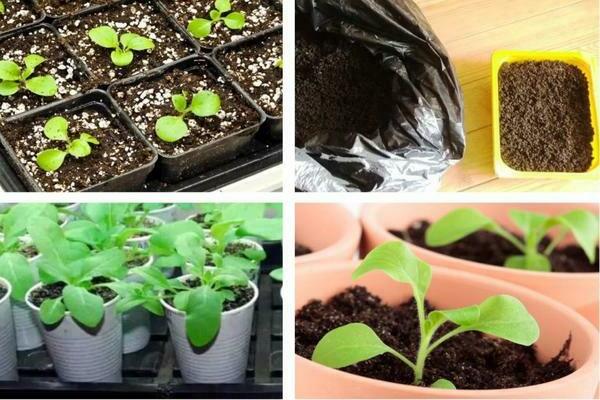 how to plant petunia seedlings