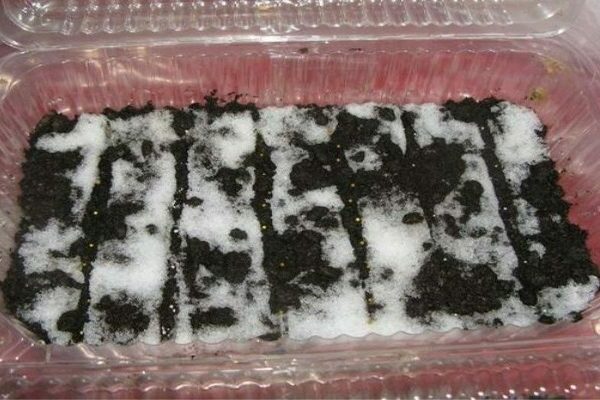 how to plant petunia seedlings