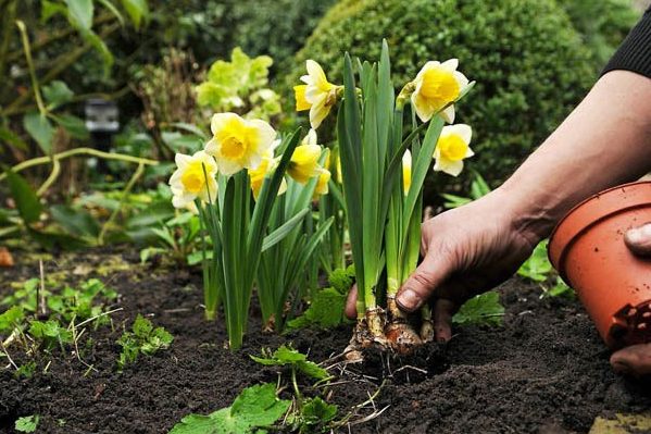 criação de narcisos