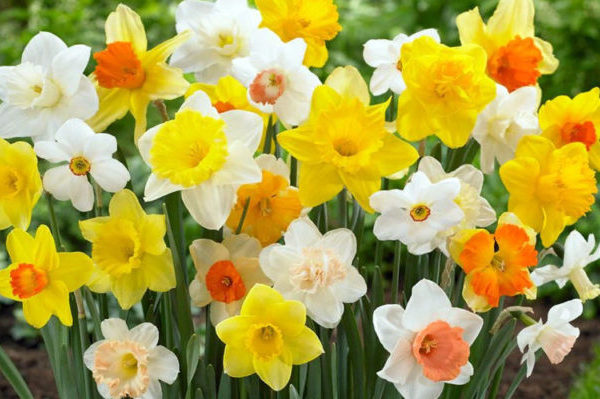 material de plantio de narciso