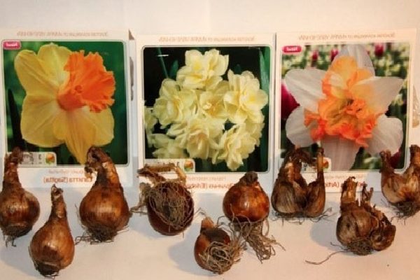 material de plantio de narciso