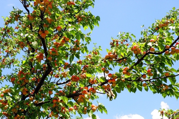 Description de la variété abricot à joues rouges