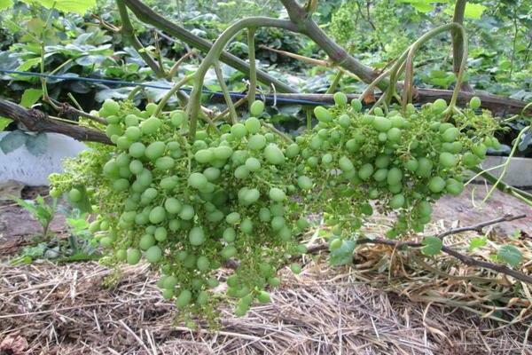 raisins de pois