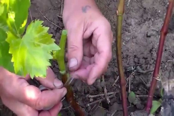 grafting green to green